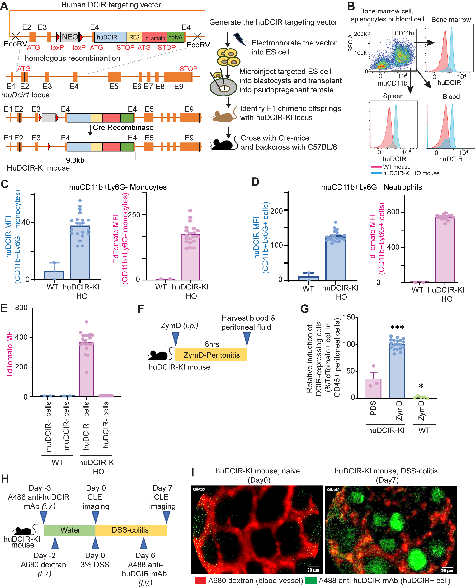 Agonistic anti-DCIR antibody inhibits ITAM-mediated inflammatory signaling and promotes immune resolution